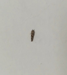 Lepidoptera