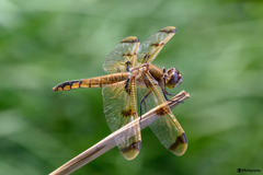 Libellula semifasciata