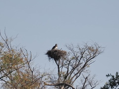Polemaetus bellicosus