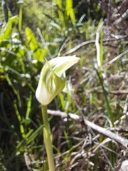 Pterostylis curta
