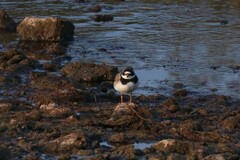 Charadrius hiaticula