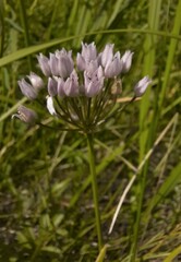 Allium angulosum