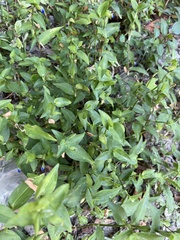 Commelina communis