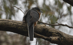 Cacomantis flabelliformis