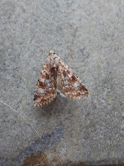 Heliothis punctifera