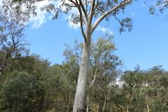 Corymbia tessellaris