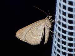 Anachloris subochraria