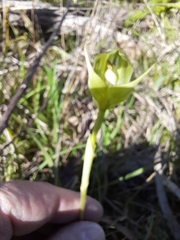 Pterostylis curta