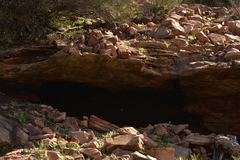 Petrogale lateralis