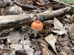 Leucoagaricus rubrotinctus