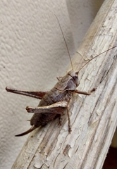 Pholidoptera griseoaptera