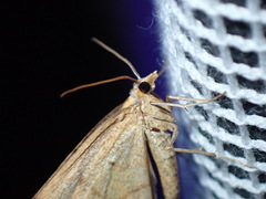 Anachloris subochraria