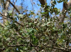 Eucalyptus melanophloia