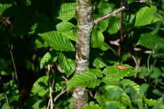 Vespoidea