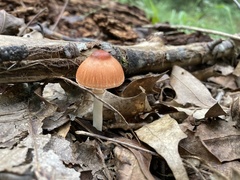 Leucoagaricus rubrotinctus