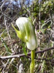 Pterostylis curta