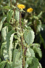Uroleucon obscuricaudatum
