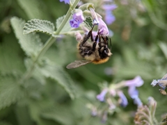 Bombus pascuorum