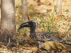Lophoceros nasutus