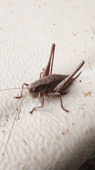 Pholidoptera griseoaptera