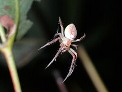 Araneus talipedatus