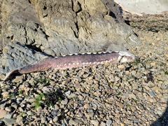 Acipenser transmontanus