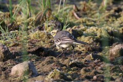 Motacilla citreola