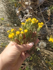 Galatella linosyris
