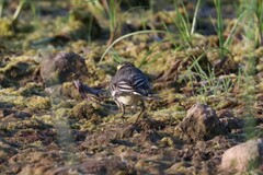 Motacilla citreola