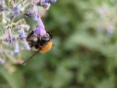 Bombus pascuorum