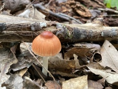 Leucoagaricus rubrotinctus