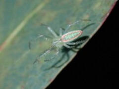Araneus talipedatus