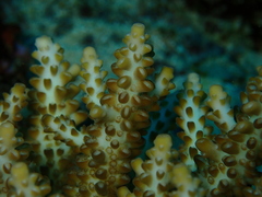Acropora