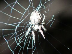 Araneidae