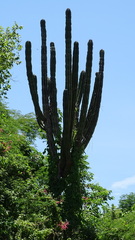 Pachycereus pecten-aboriginum
