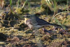 Motacilla citreola