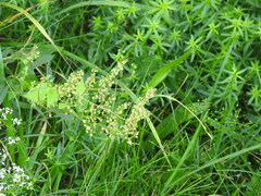 Fallopia convolvulus