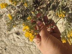 Galatella linosyris
