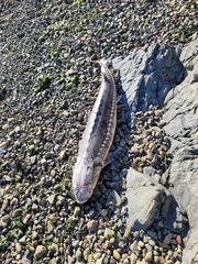 Acipenser transmontanus