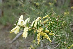Acacia oxycedrus