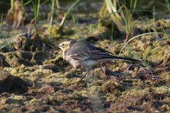 Motacilla citreola