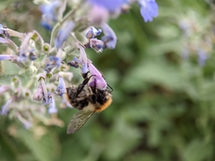 Bombus pascuorum