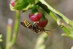 Nomada flava