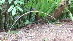 Pterorhinus mitratus