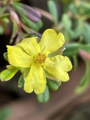 Hibbertia monogyna