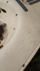 Pholidoptera griseoaptera