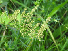 Fallopia convolvulus