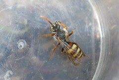 Nomada flava