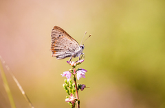 Lycaena