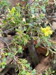 Hibbertia monogyna